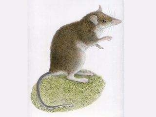 One of the new species of tweezer-beaked hopping rat, Rhynchomys mingan.