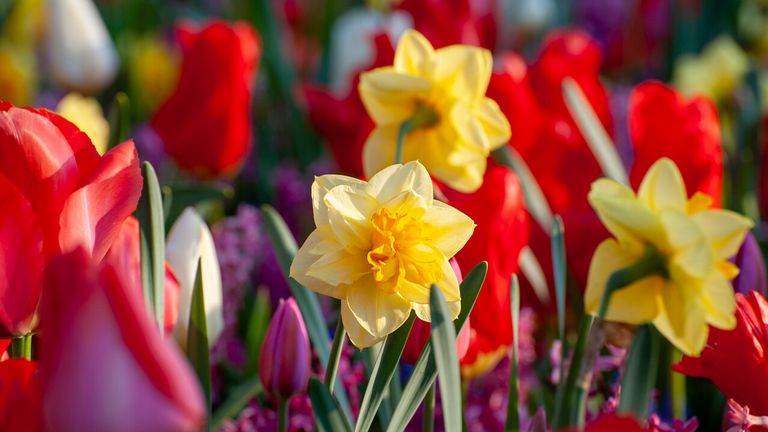 Planting Bulbs Follow Our Top Tips On How To Get Great Results With Your Spring Bulbs Gardeningetc