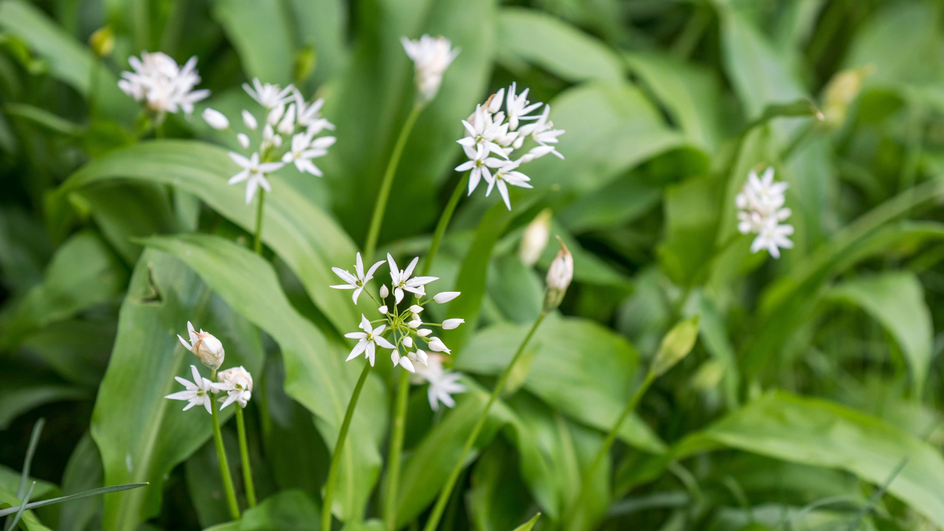 White flowering wild garlic growing in garden