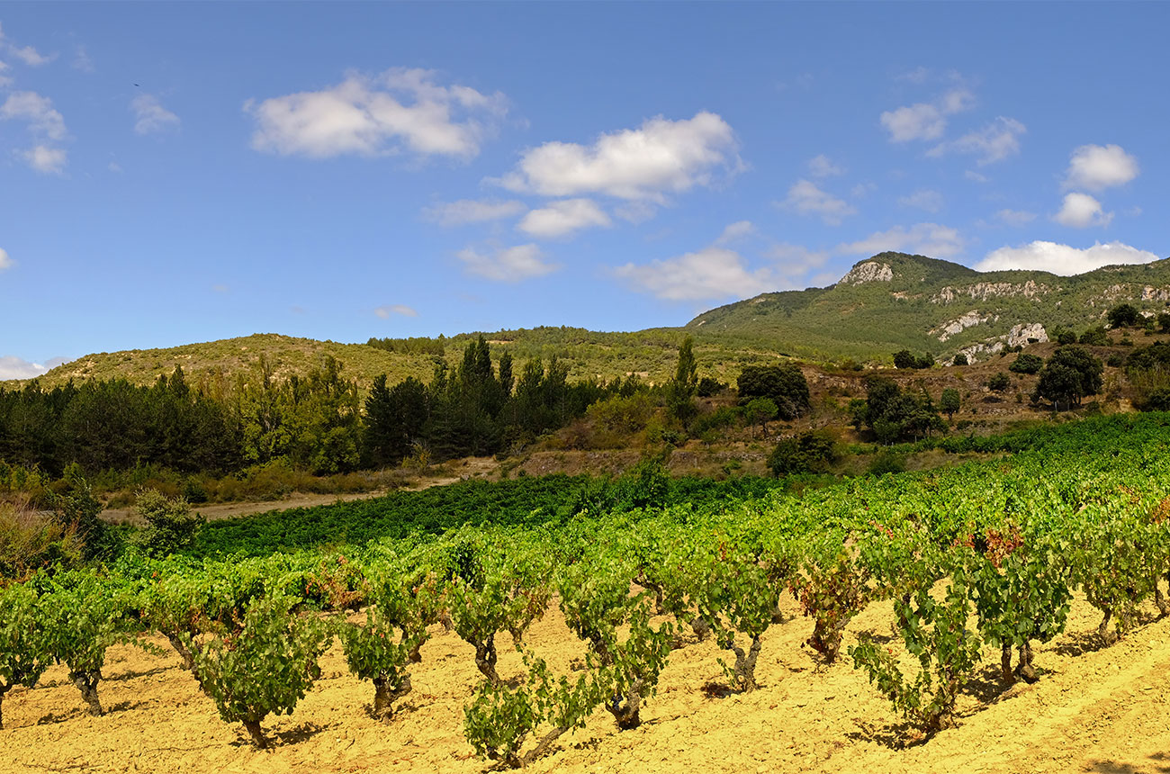 Ramon Bilbao research