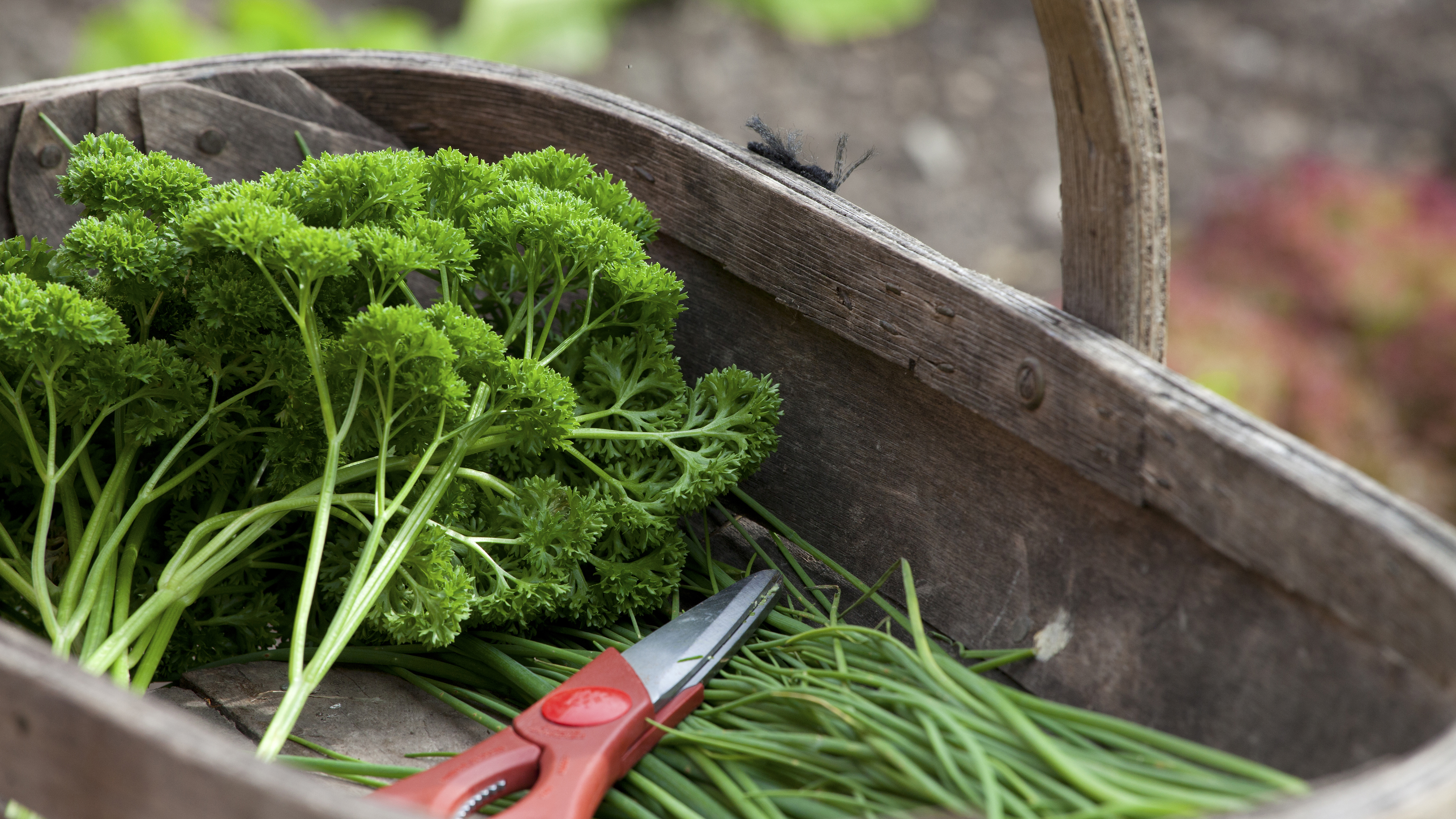 herbs harvested from a herb garden