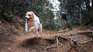 Mountain biking with dog