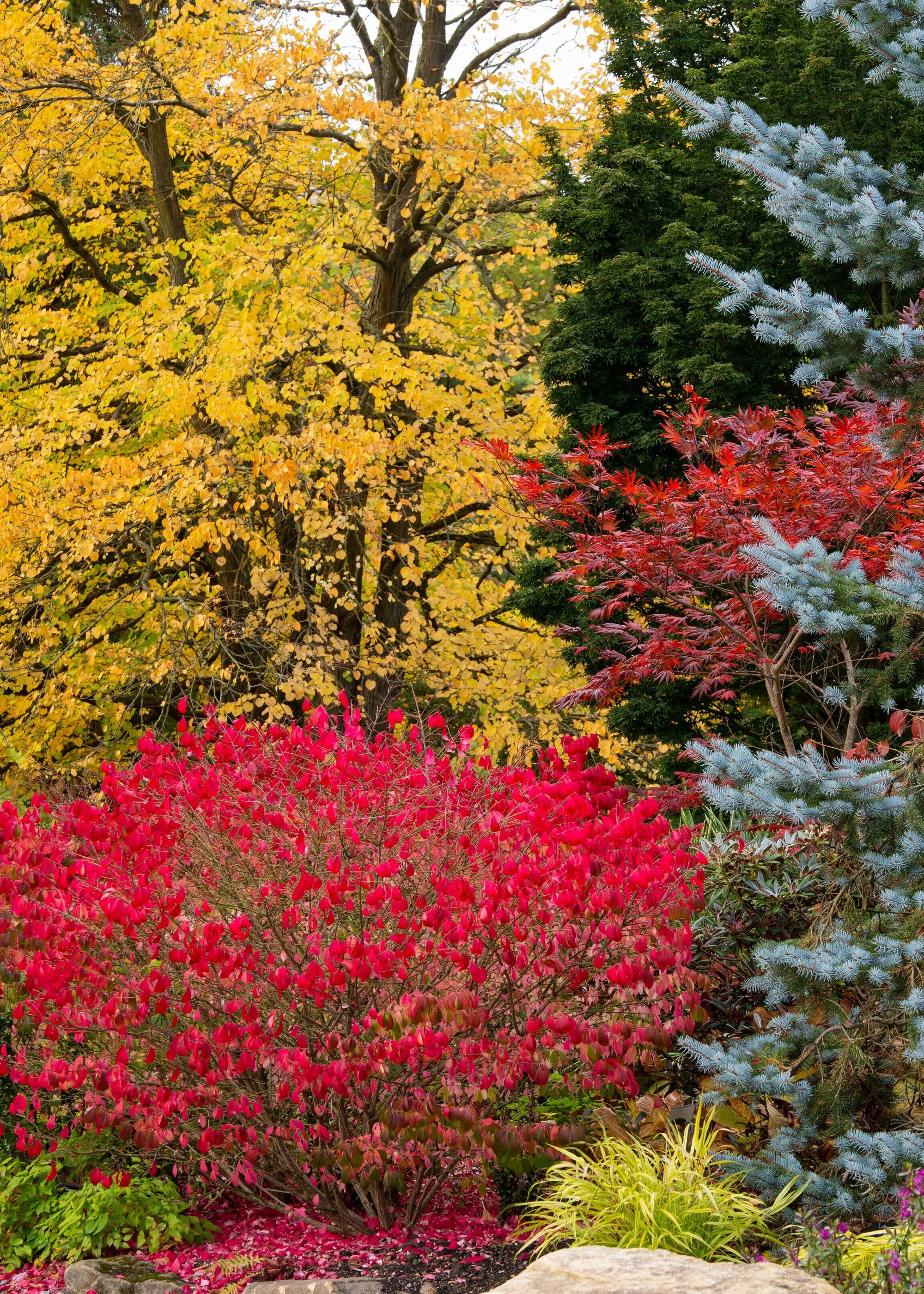 RHS Harlow Carr garden with autumnal trees with leaves in red, yellow and green