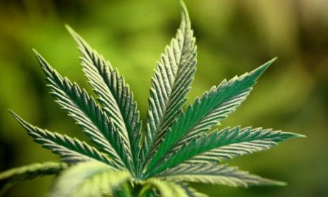 The leaves of the marijuana plant contain two compounds that increase the amount of energy the body burns, according to a new study.