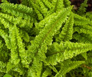 Boston fern houseplant variety Fluffy Ruffles
