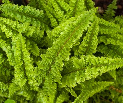 Boston Fern Care: Beginner’s Guide To Boston Ferns | Gardening Know How