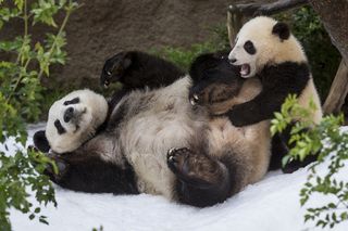 Snow is a rare treat for giant pandas in San Diego.