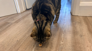 Nala trying Megan's homemade cat treats