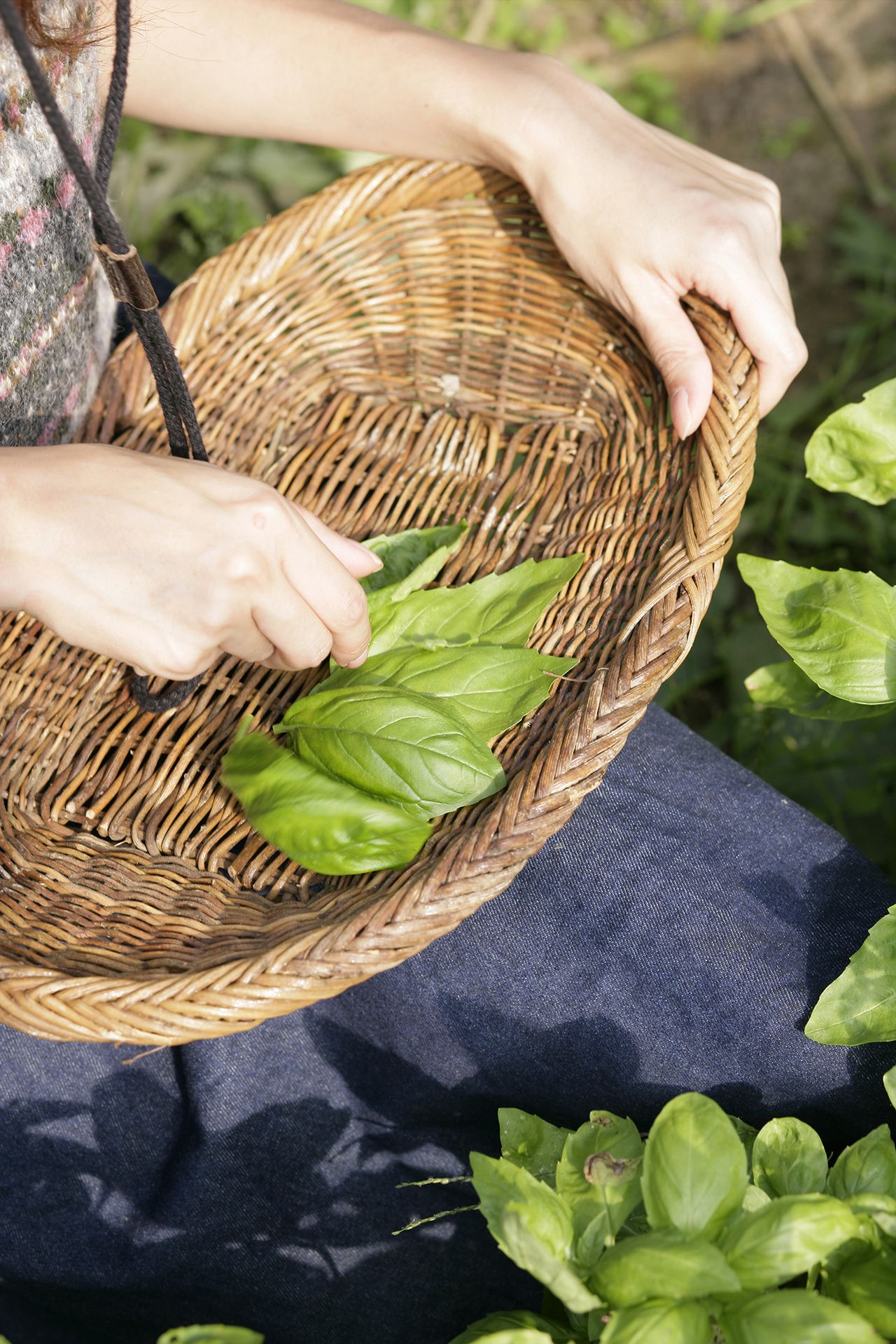 How to prune basil – and the best time to do it | Homes and Gardens