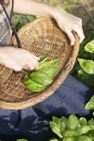 harvesting basil leaves in a basket