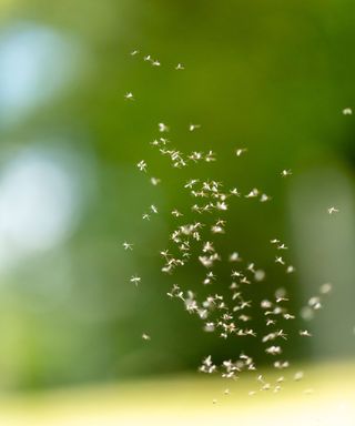 Gnats buzzing in a group outside