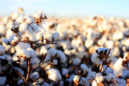 sustainable materials: Organic Cotton