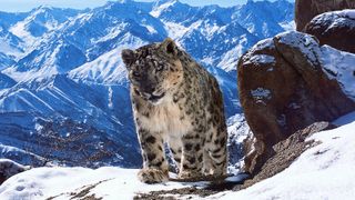 A snow leopard in Planet Earth II