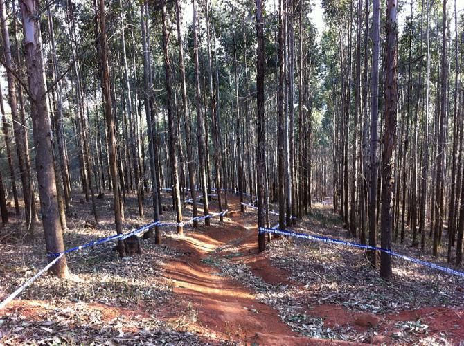 The MTB Worlds course runs through a tree plantation of gum and eucalyptus trees.