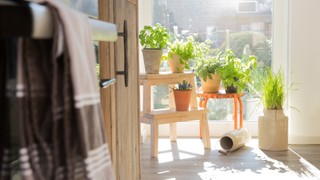 Group of plants beside window