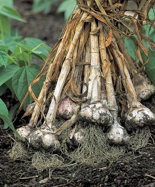How to grow garlic plants