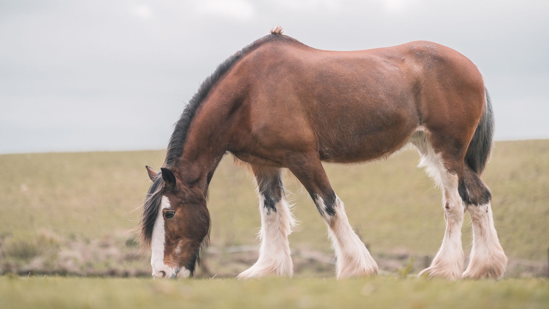bay clydesdale horse with white feathery legs grazing