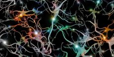 Neuron connections in the brain