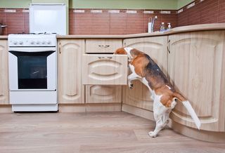 A dog searches through a kitchen cabinet.