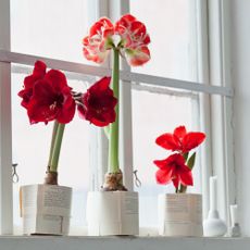 Amaryllis plants on a windowsill