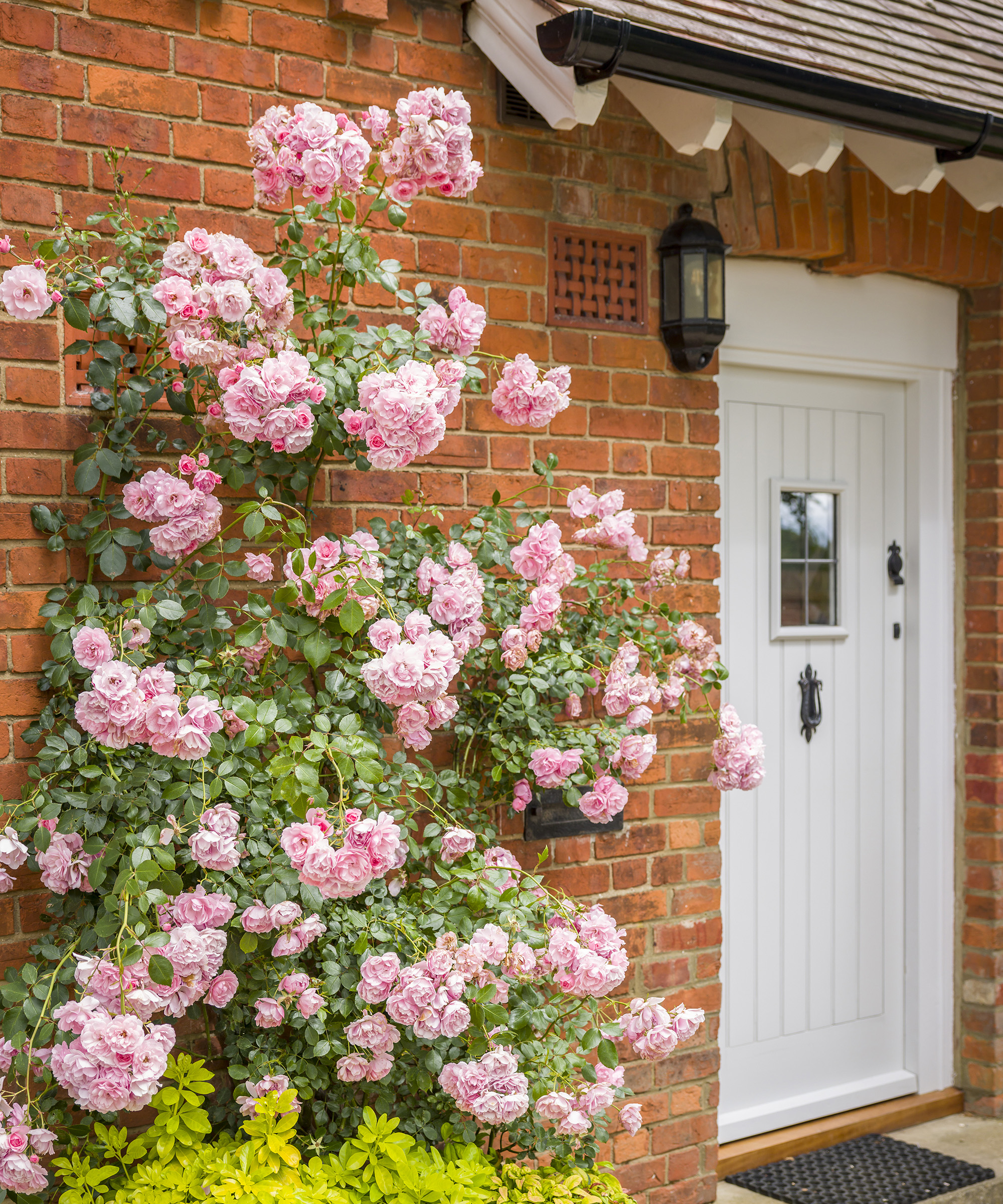 House exterior with pink climbing rose growing against brick wall beside front door