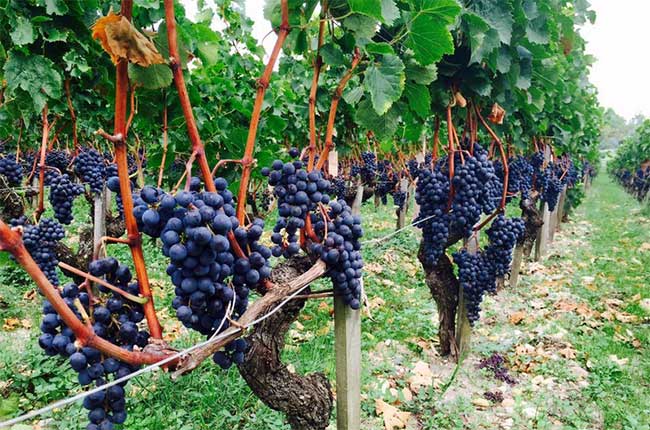 Bordeaux 2015 harvest at Chateau Latour