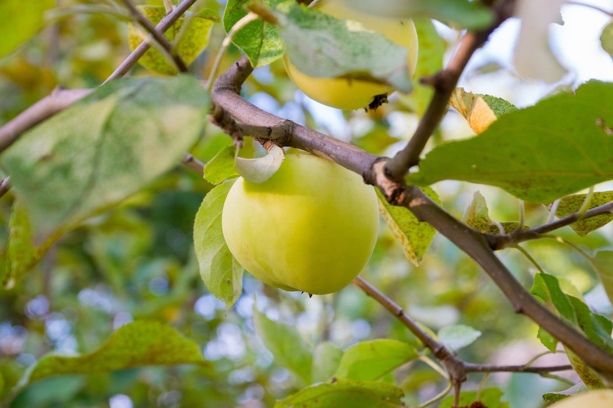 Earligold Apple Tree