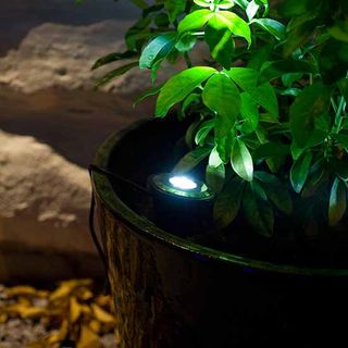 spotlight in plant pot