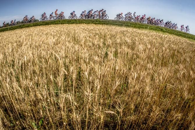 Wheat and more wheat along todays course.