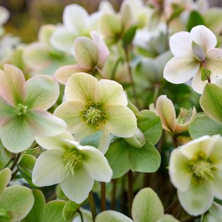 Helleborus X 'diamonfire'