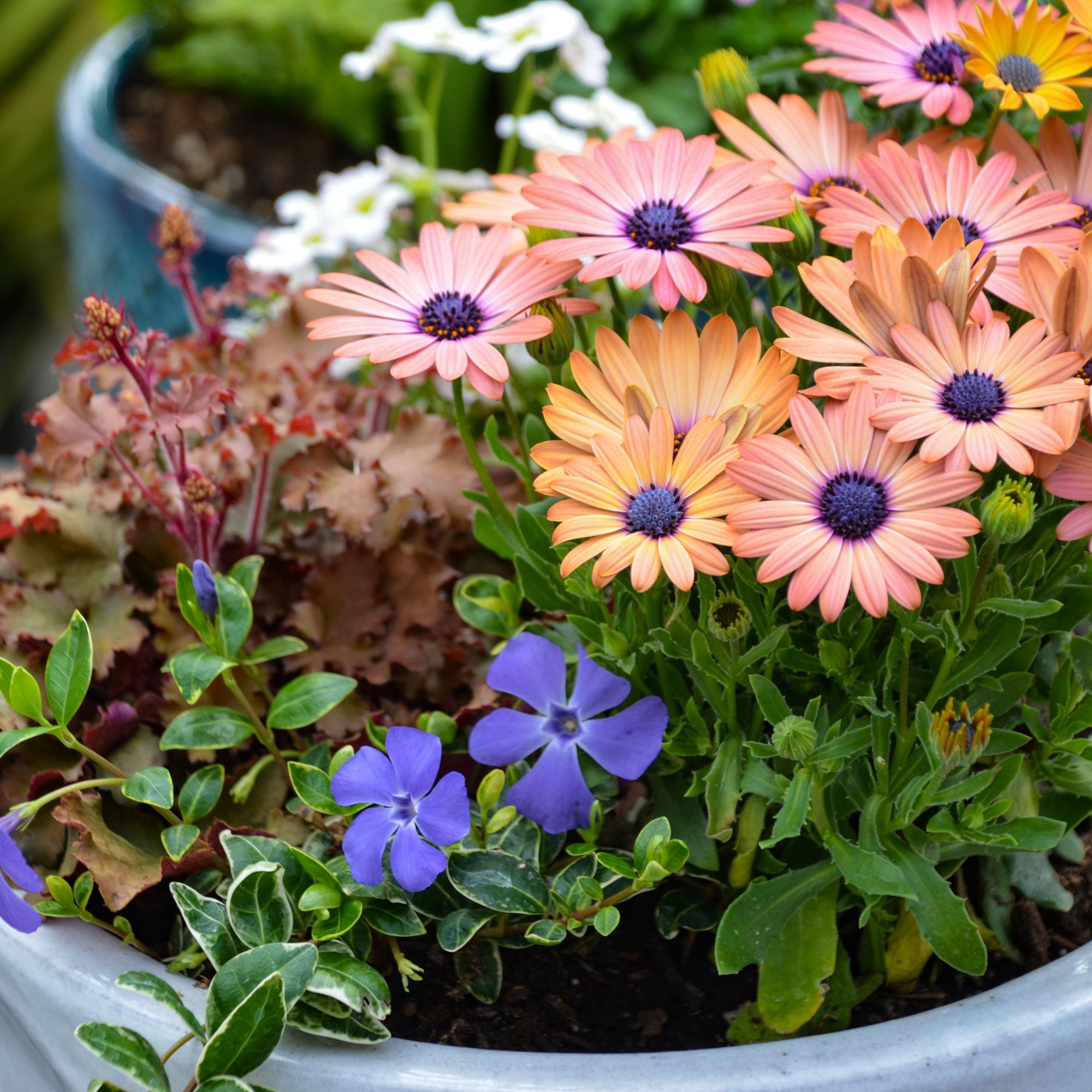 orange Osteospermums in pot