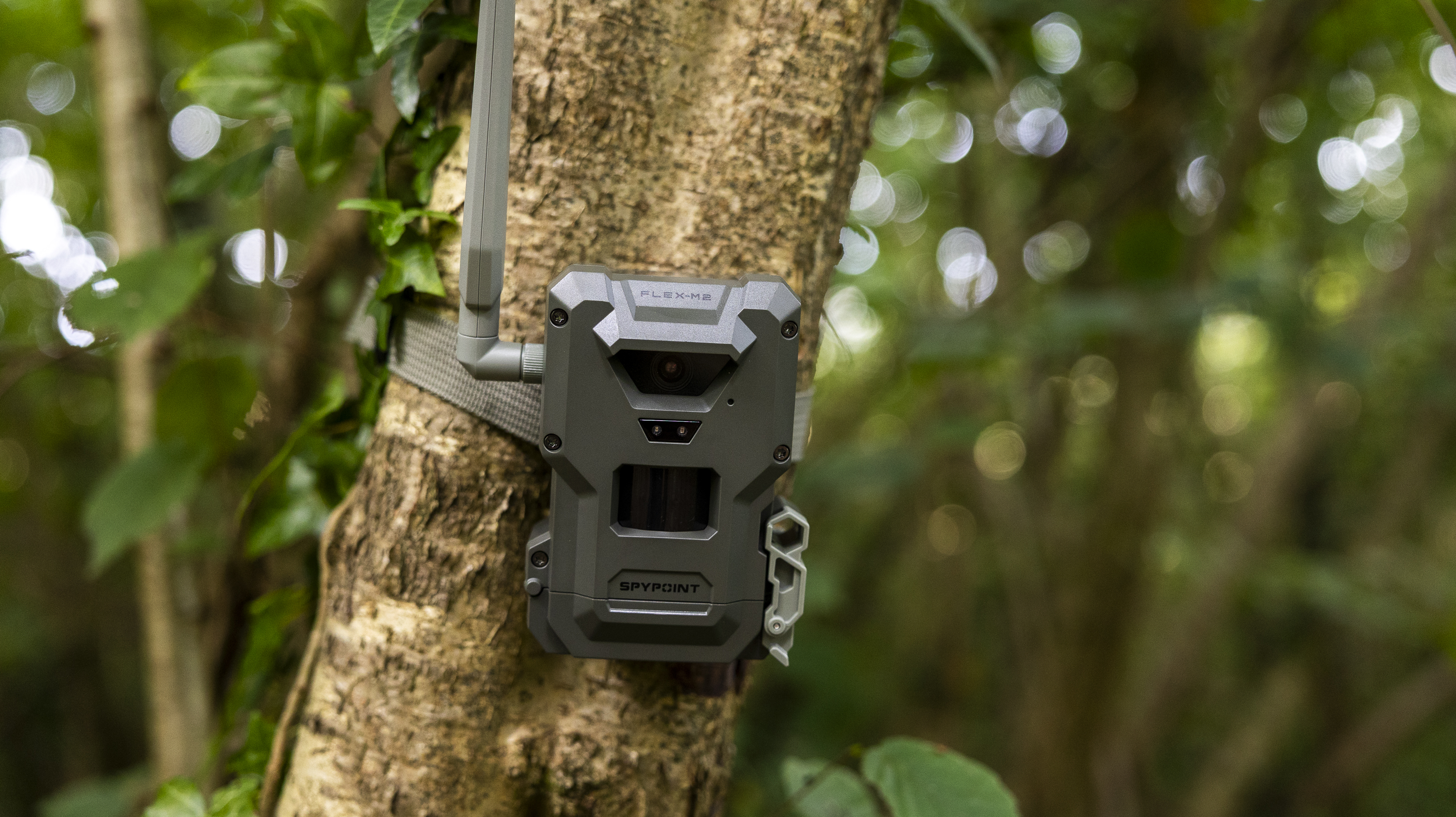 The Spypoint FLEX-M2 trail camera attached to a tree in a woodland