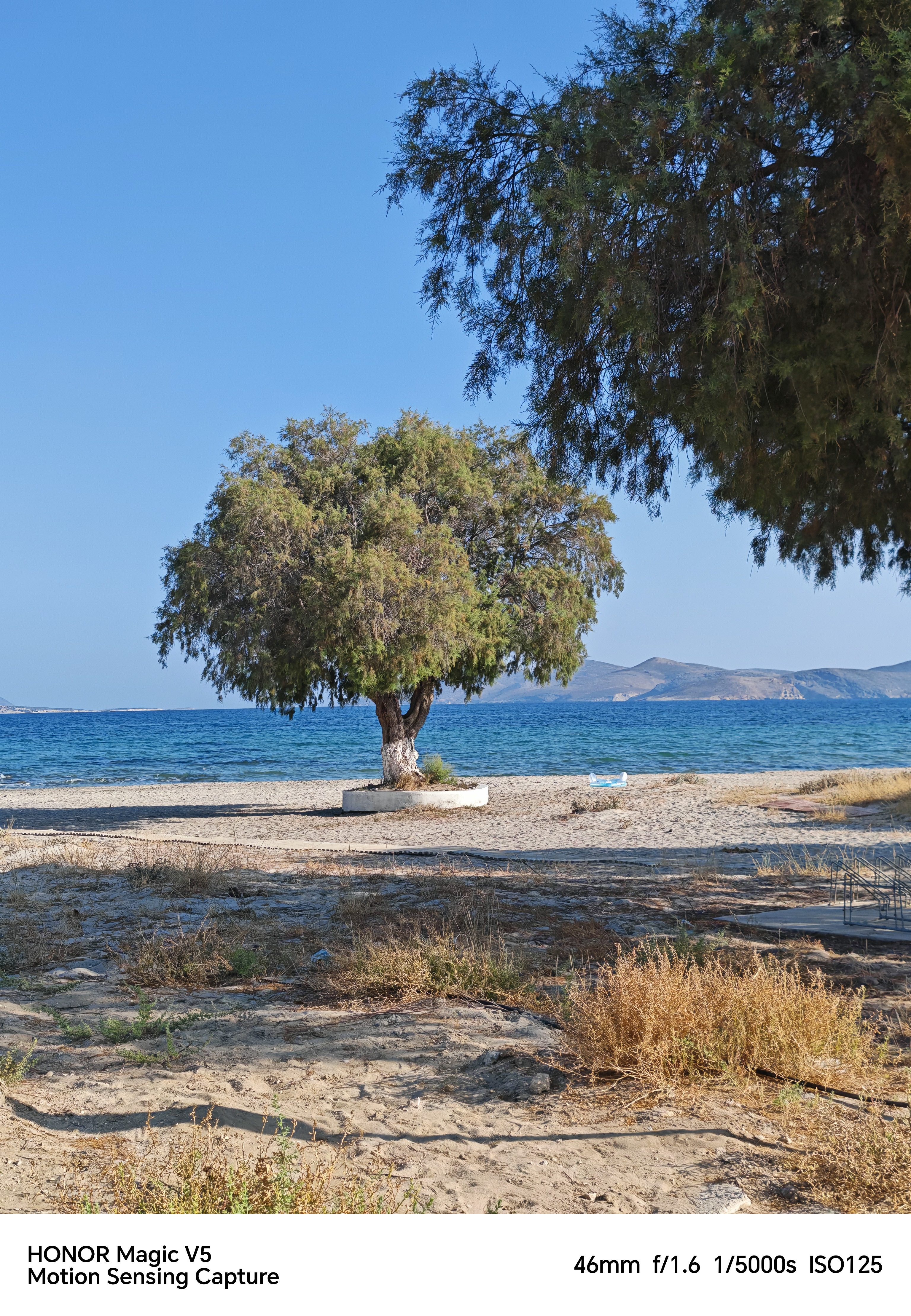 A tree on a beach next to the ocean