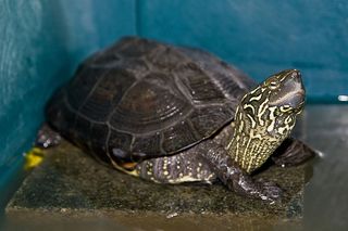 Chinese three-keeled pond turtle