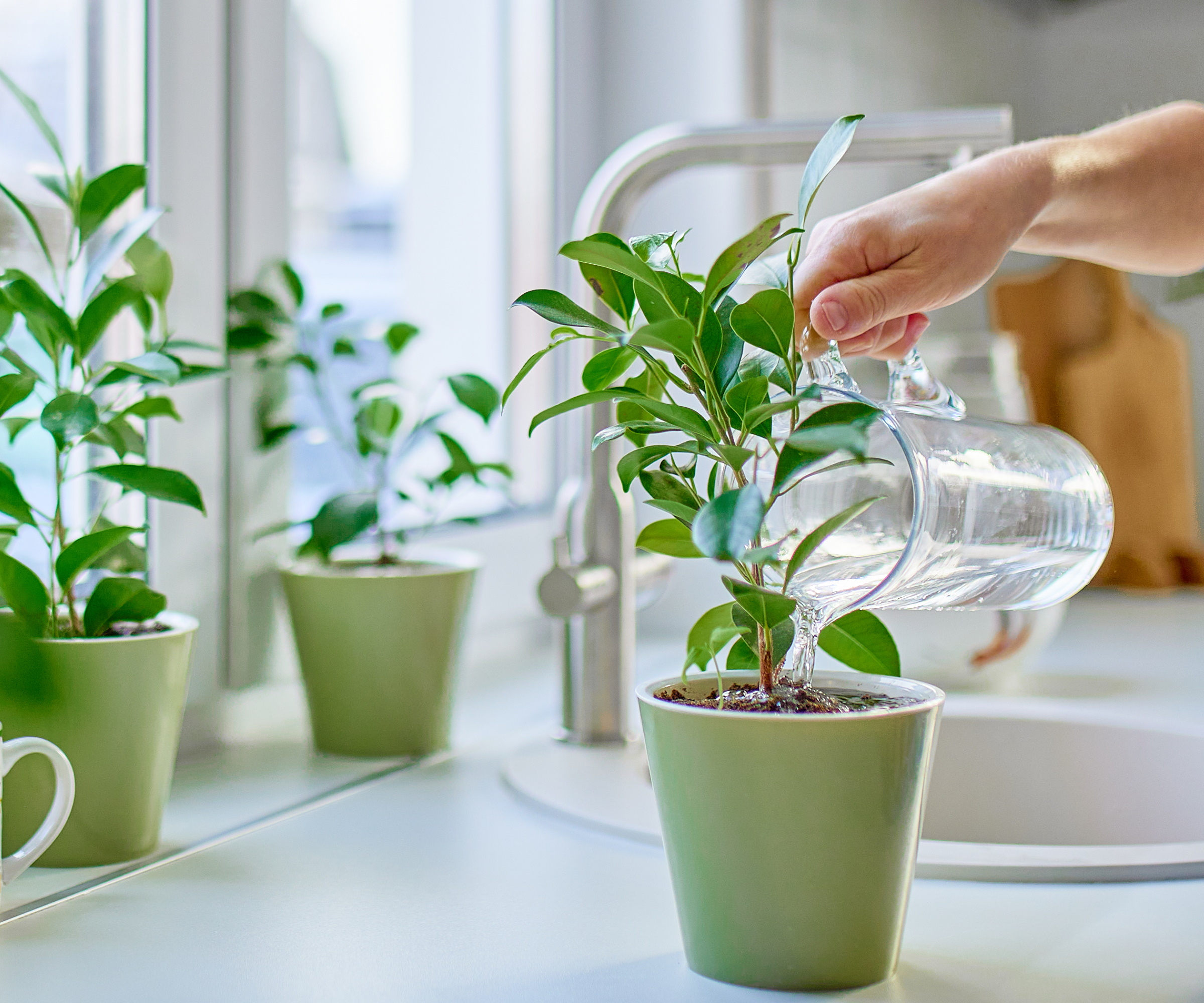 Watering houseplants