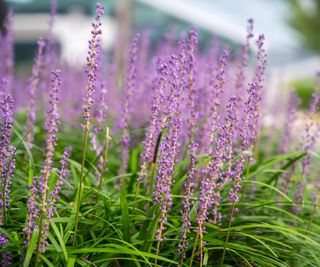 Tall purple-flowered lily of the valley