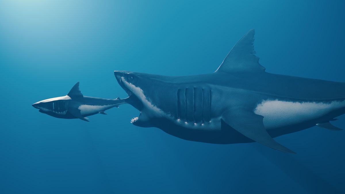 Megalodon อาจมีความยาวสูงถึง 80 ฟุตซึ่งใหญ่กว่าการประมาณการก่อนหน้านี้