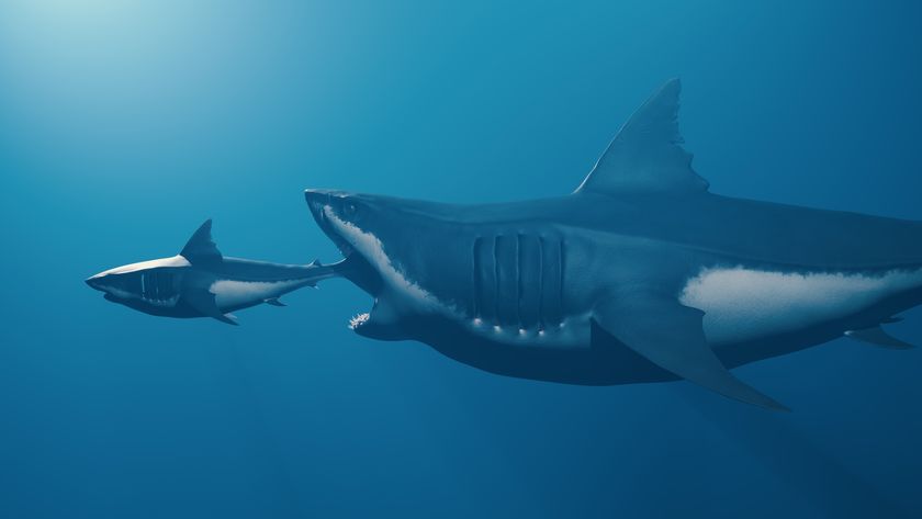 an illustration of a shark being eaten by an even larger shark