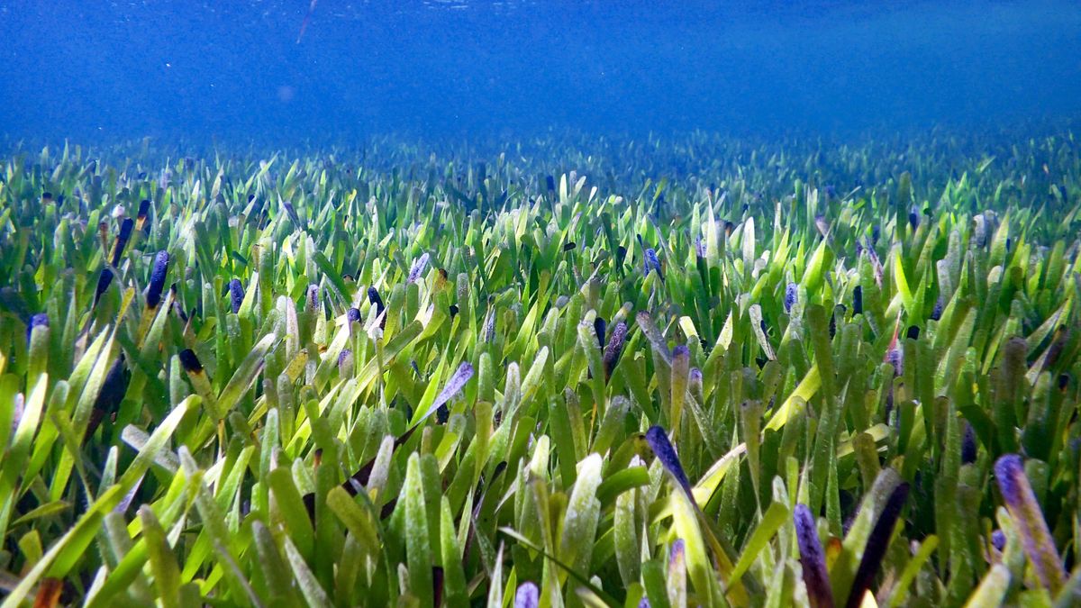 The world’s biggest clone is a 77-square-mile ‘immortal’ meadow of seagrass