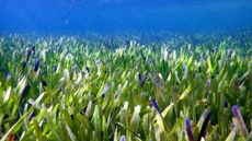 Poseidon's ribbon weed