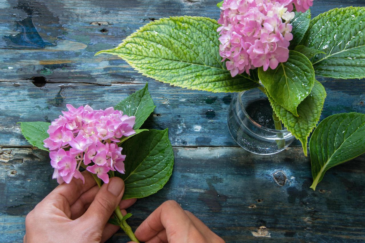 How to take care of hydrangeas in a vase - 5 expert tips | Livingetc