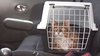 A cat in a carrier on a car seat