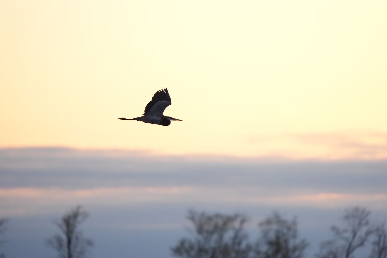 Sample image shot on the Sony A7R VI, unedited JPEG