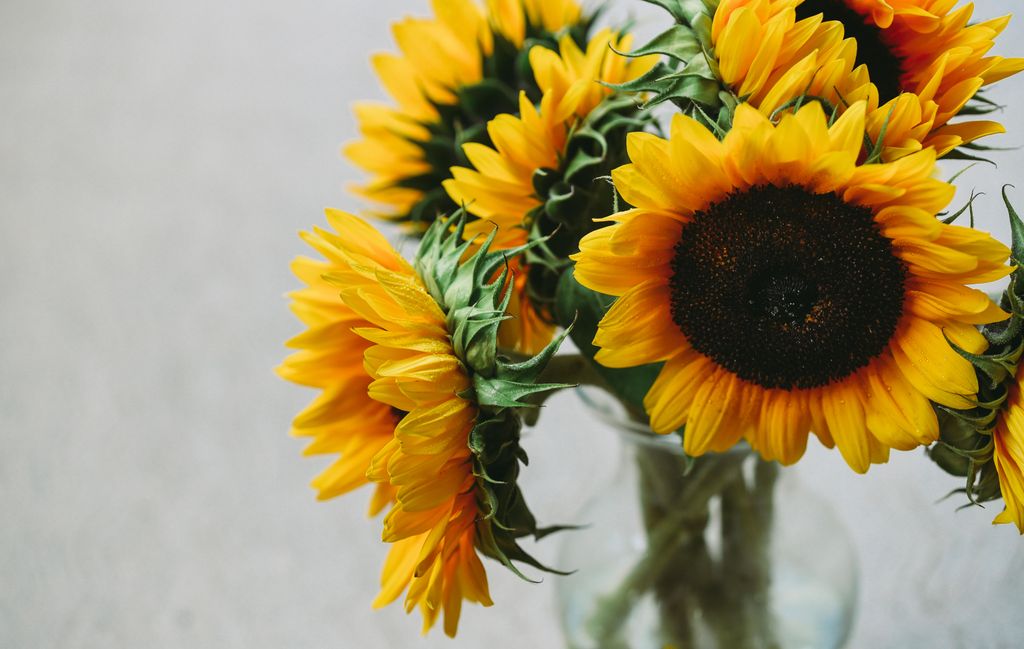 Sunflowers care - a guide to the most beautiful types | Livingetc