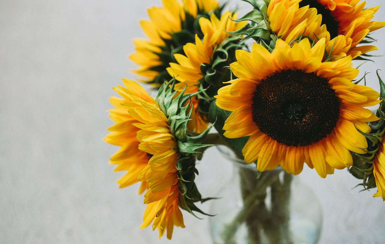 Sunflowers care - a guide to the most beautiful types | Livingetc