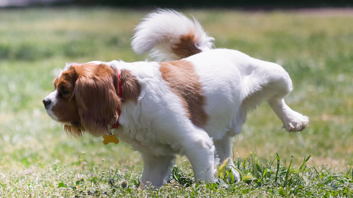 A dog urinating on the grass