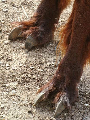 strange animal feet, alpaca feet, weird animals, alpacas, animal photos, andes animals, alpaca information