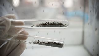 Mosquitoes in test tubes at a laboratory