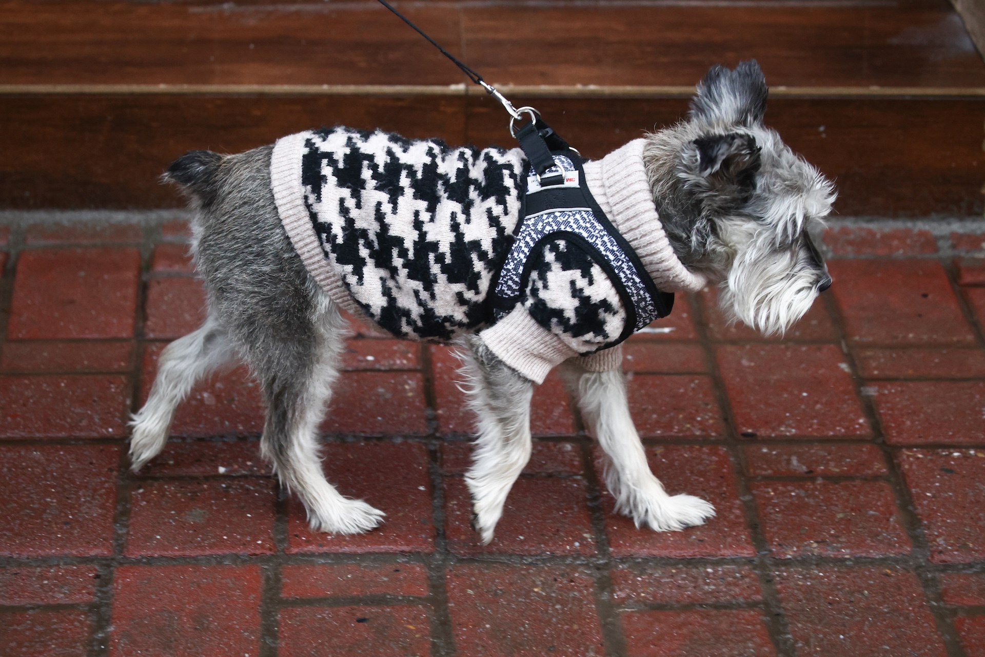 Mini Schnauzer walking with a jumper