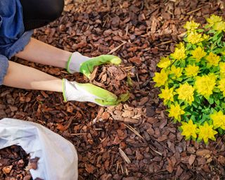 Gardener mulching flower bed with pine tree bark mulch